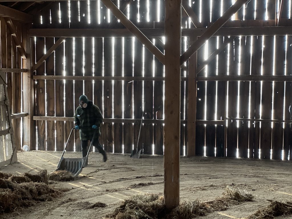 Worker moving loose material inside a barn