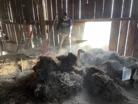 Worker beside a pile of loose material inside a barn
