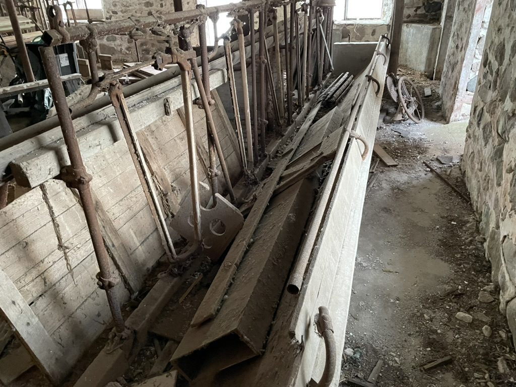 Barn interior with rows of metal stanchions